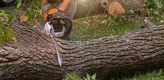 Best Fruit Tree Pruning  in Newcastle, WA