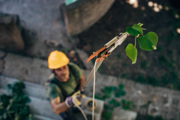 How Our Tree Care Process Works  in  Newcastle, WA