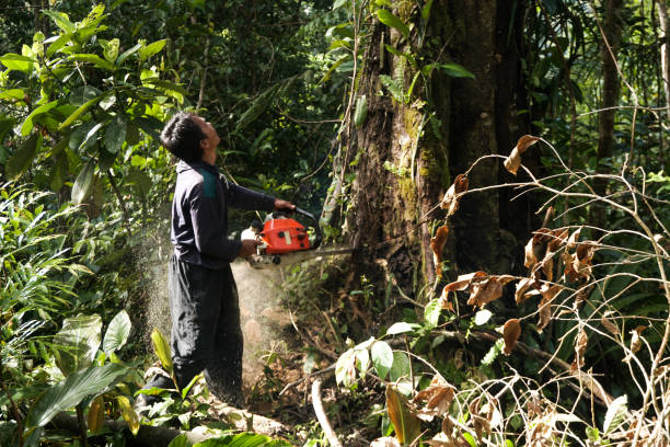 Newcastle, WA Tree Services Company