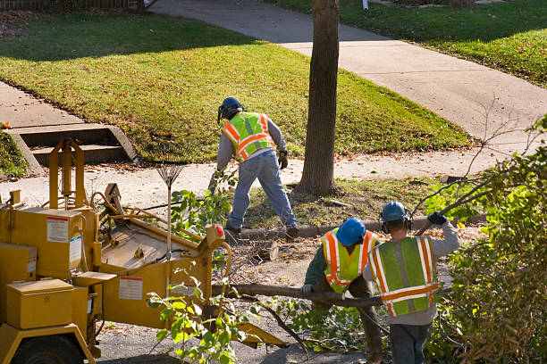 Best Pest Control for Lawns  in Newcastle, WA